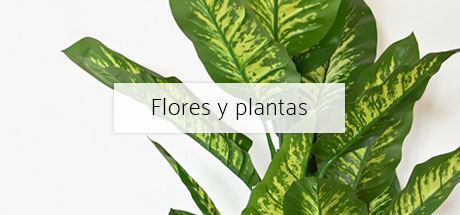 PLANTAS