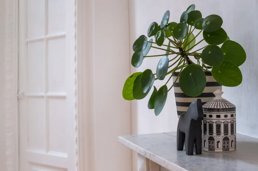 Decoración de interiores con plantas naturales: cómo dar vida a cualquier espacio
